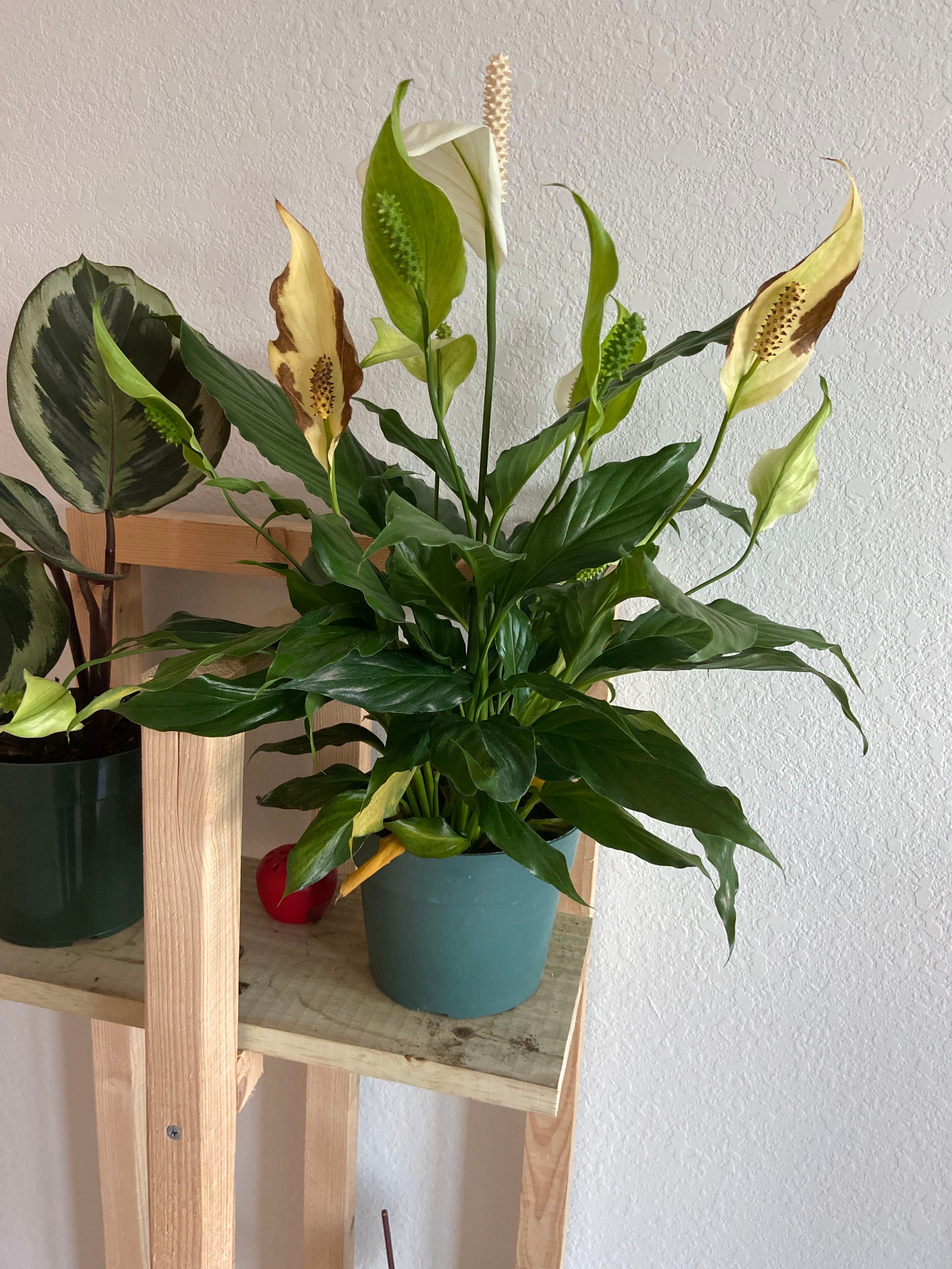 Why are the flowers on my peace lily turning brown..