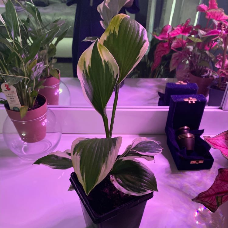 Photo of the plant species Hosta 'Sum and Substance' by @BossCatthyme named Your plant on Greg, the plant care app