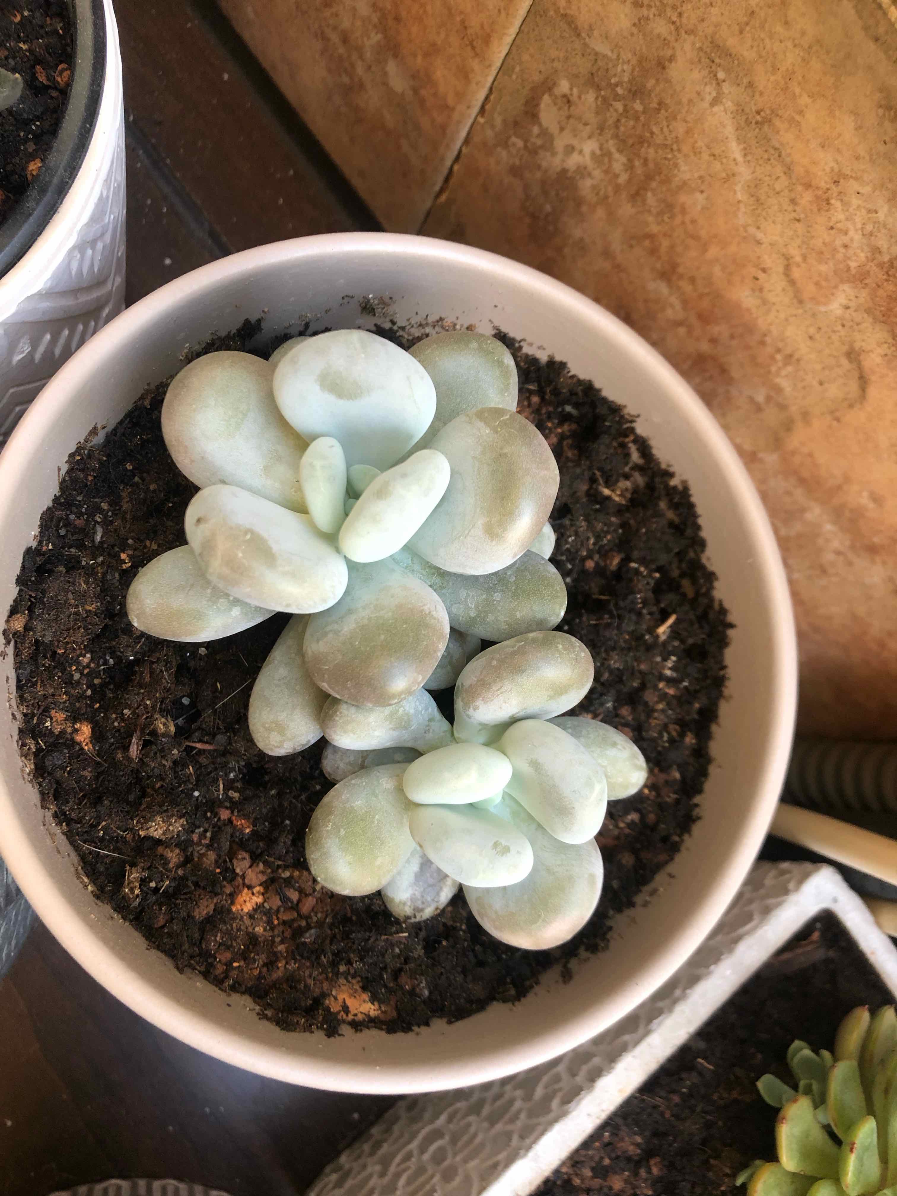 Pink Moonstones succulent plant in a pot with visible soil, well-framed and in focus.