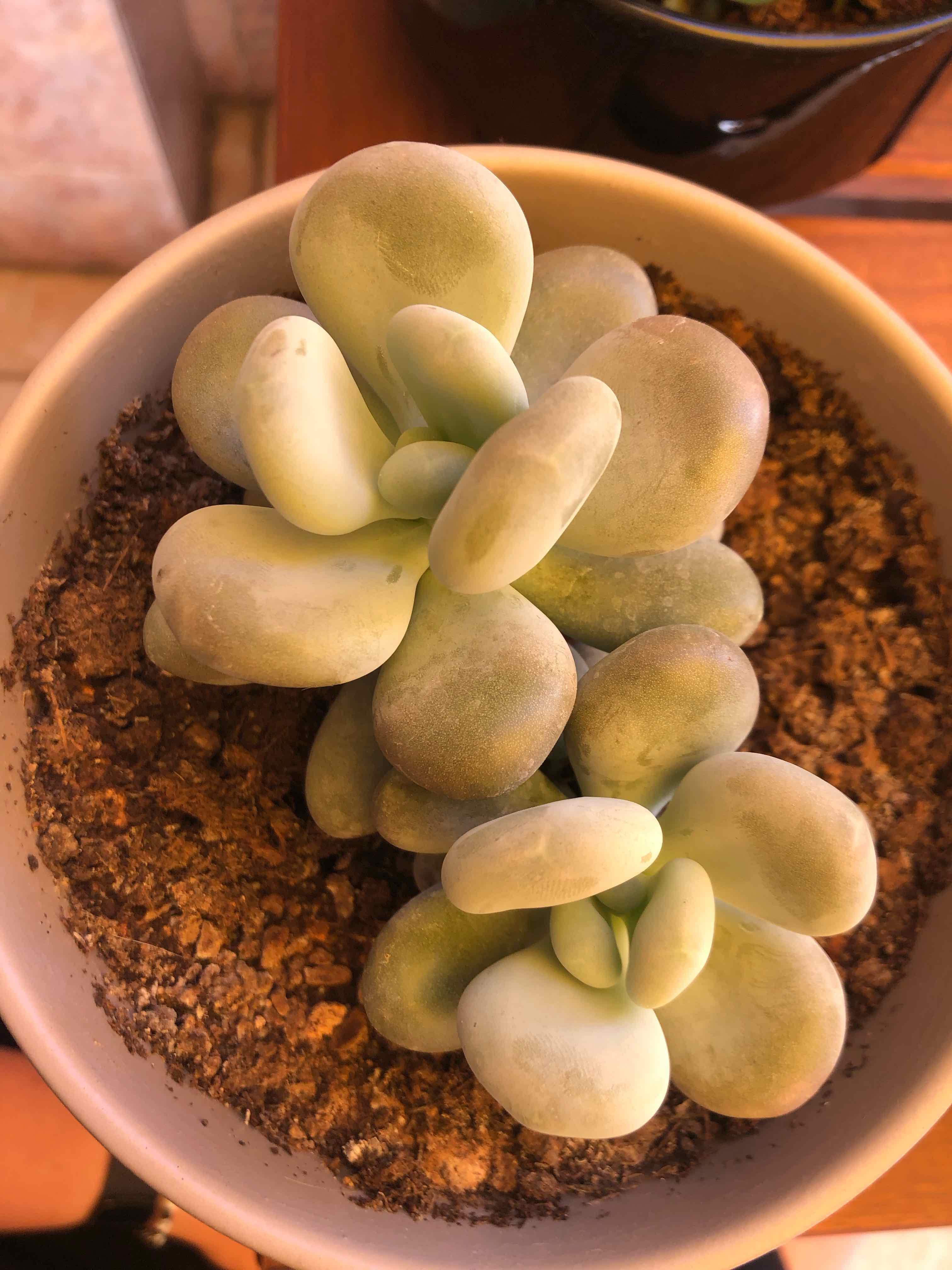 A healthy Pink Moonstones succulent in a pot with visible soil.