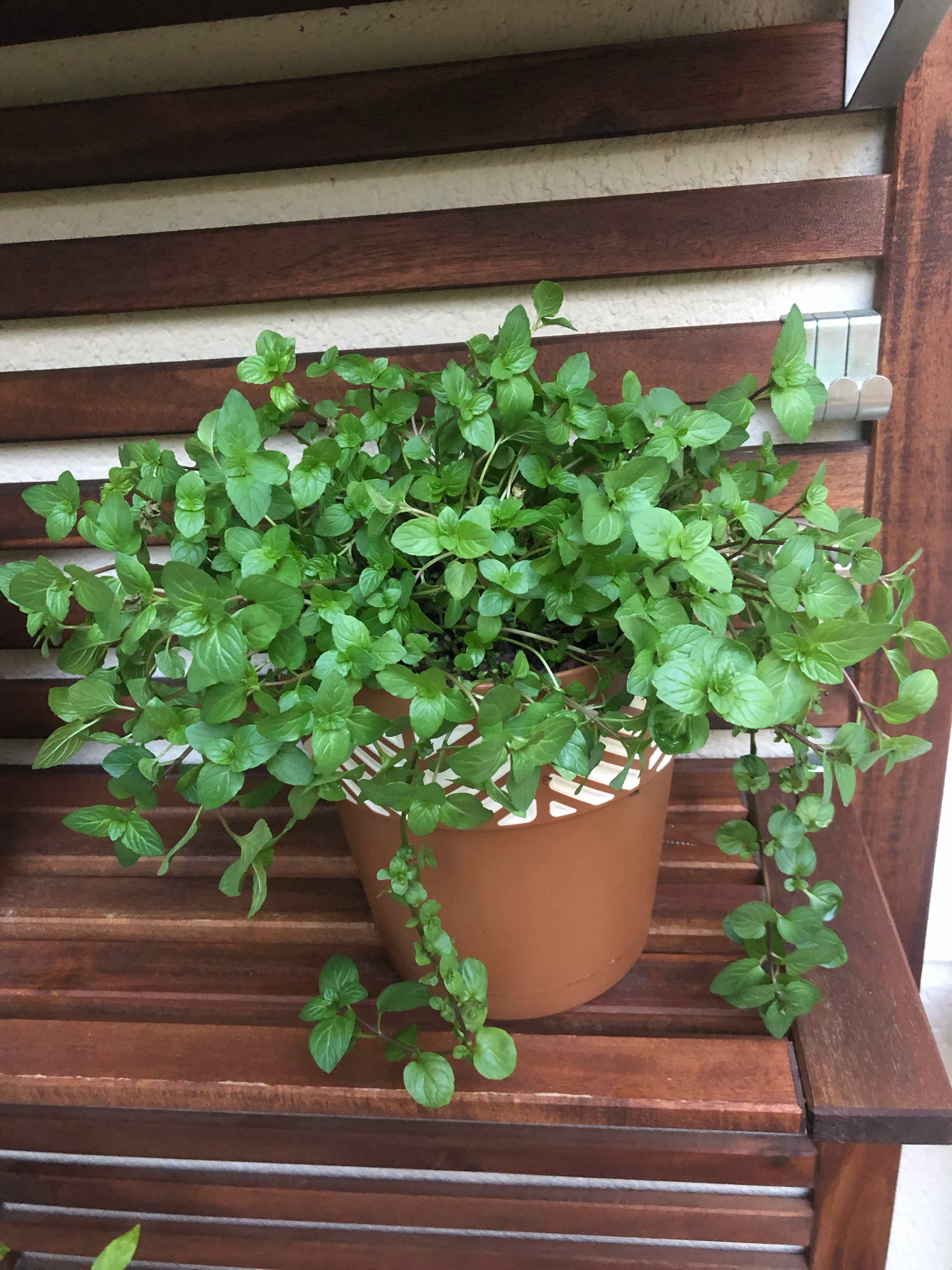 Chocolate Mint plant in a brown pot on a wooden surface, appearing healthy with vibrant green leaves.