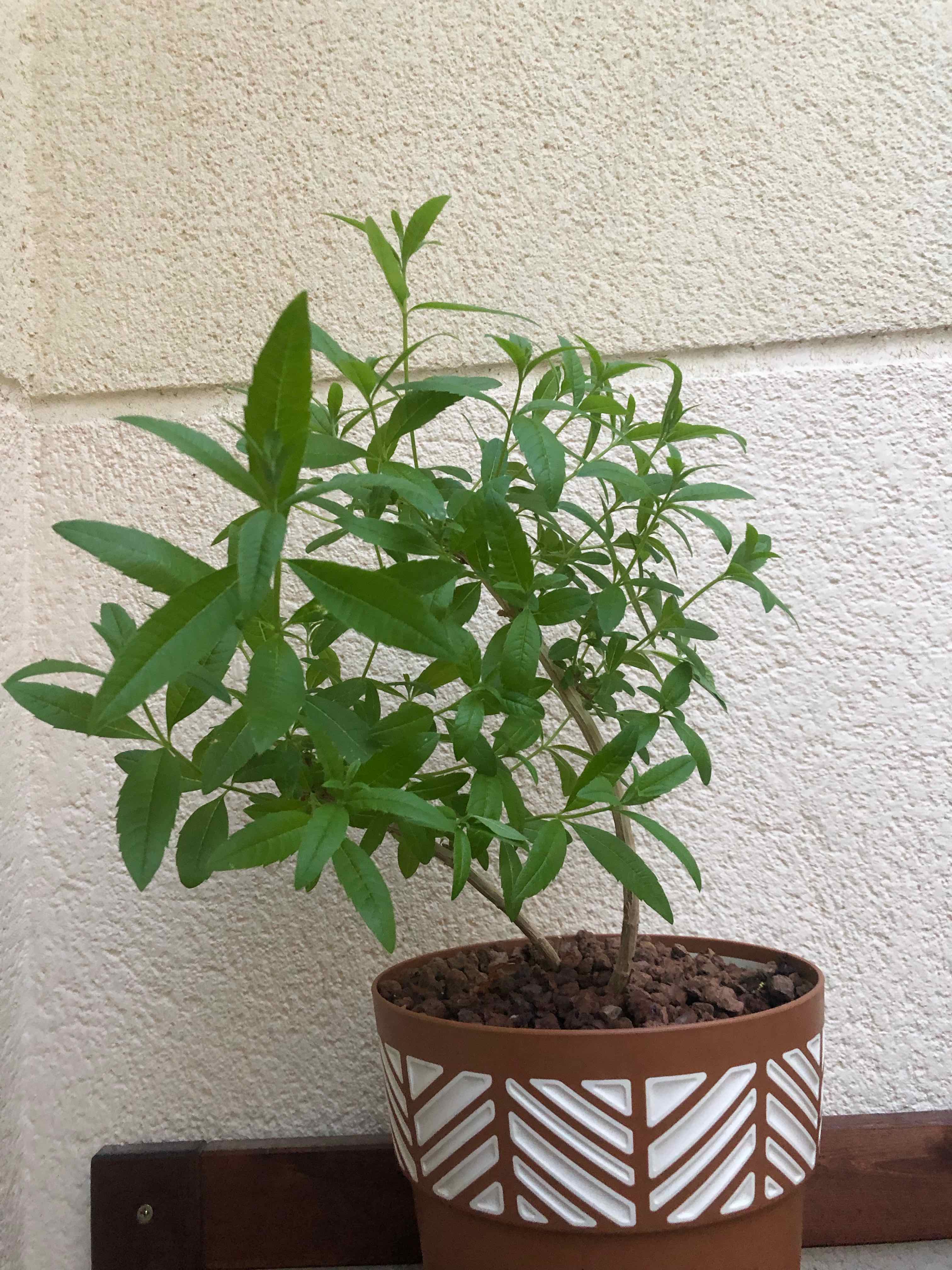 Potted lemon verbena plant with healthy green leaves against a plain wall.