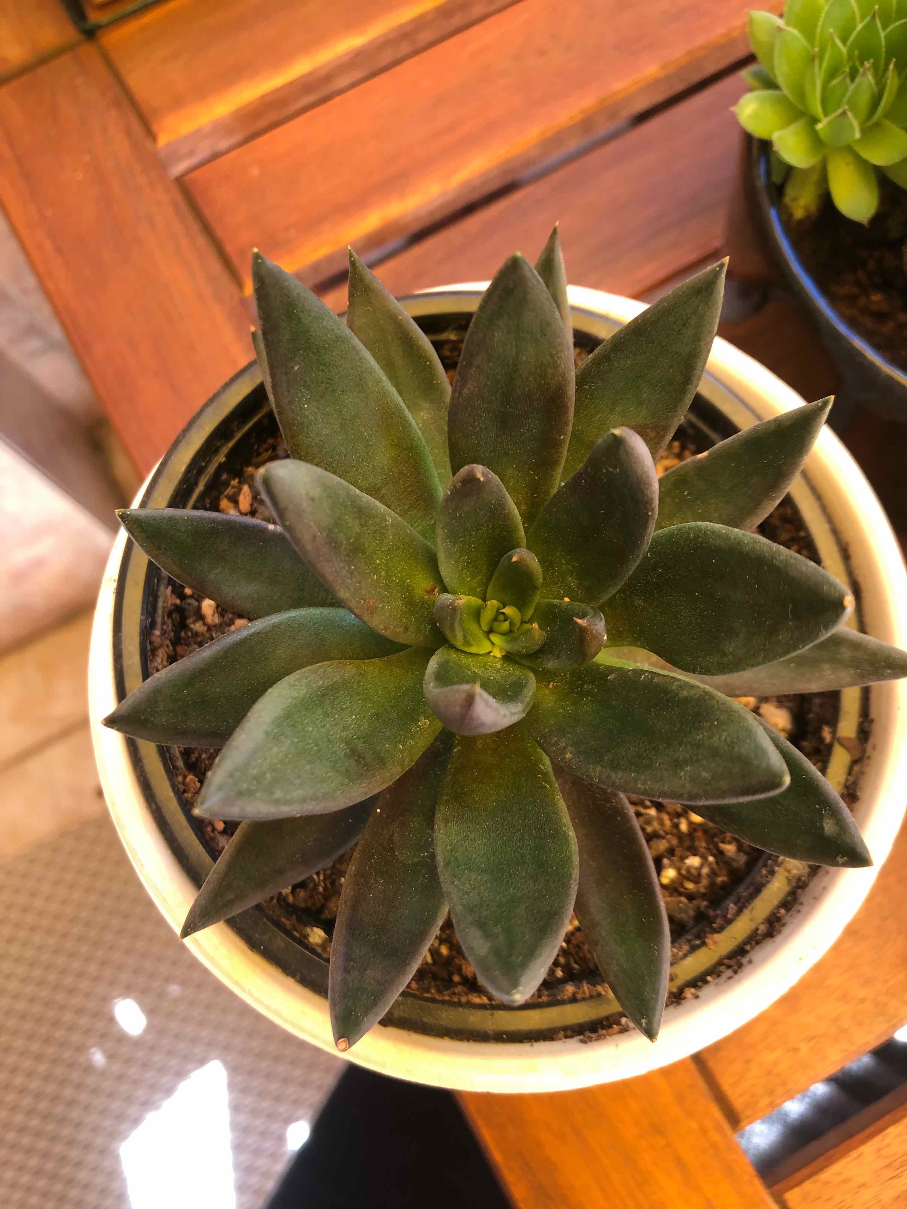 Potted Echeveria 'Black Knight' succulent with dark green to black leaves.