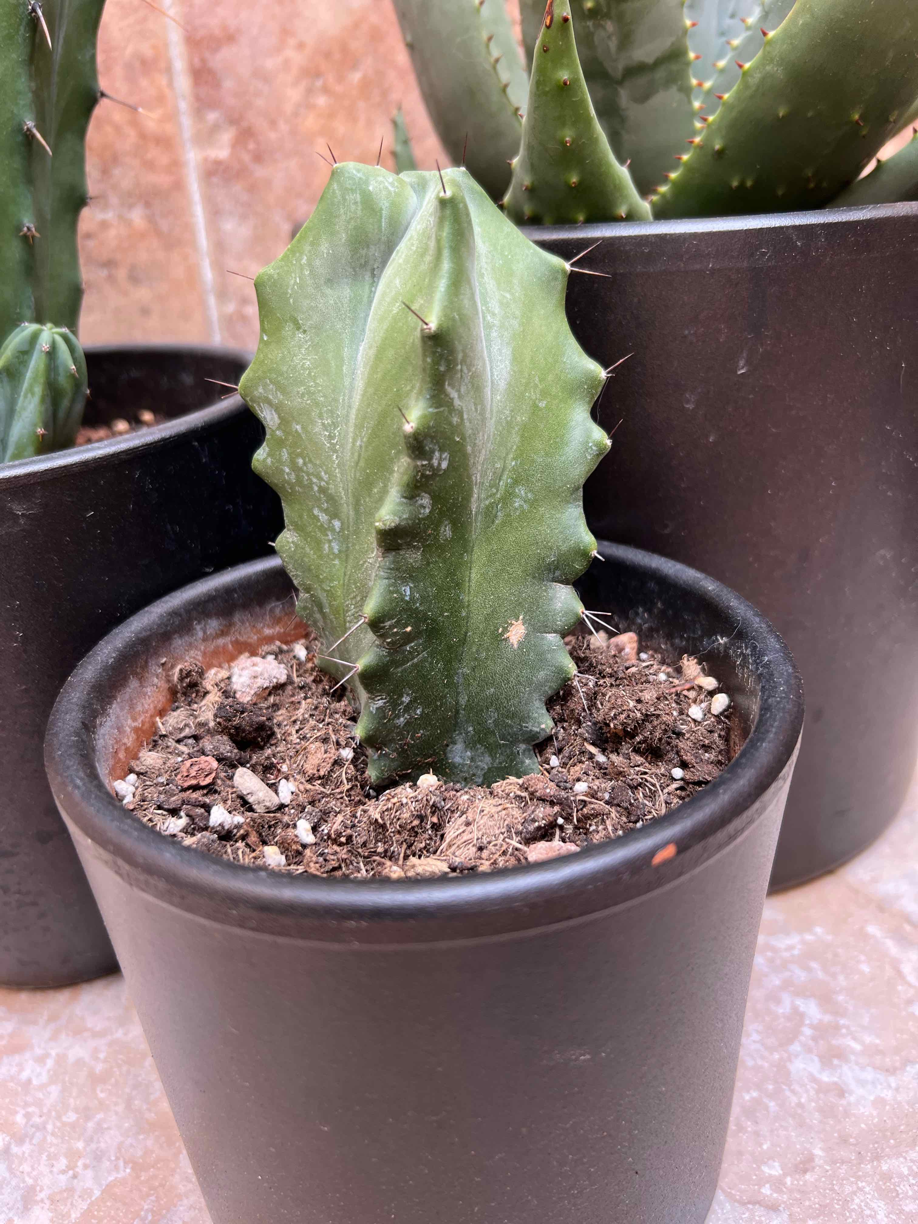 Potted Gray Ghost Organ Pipe cactus with healthy green color and visible soil.