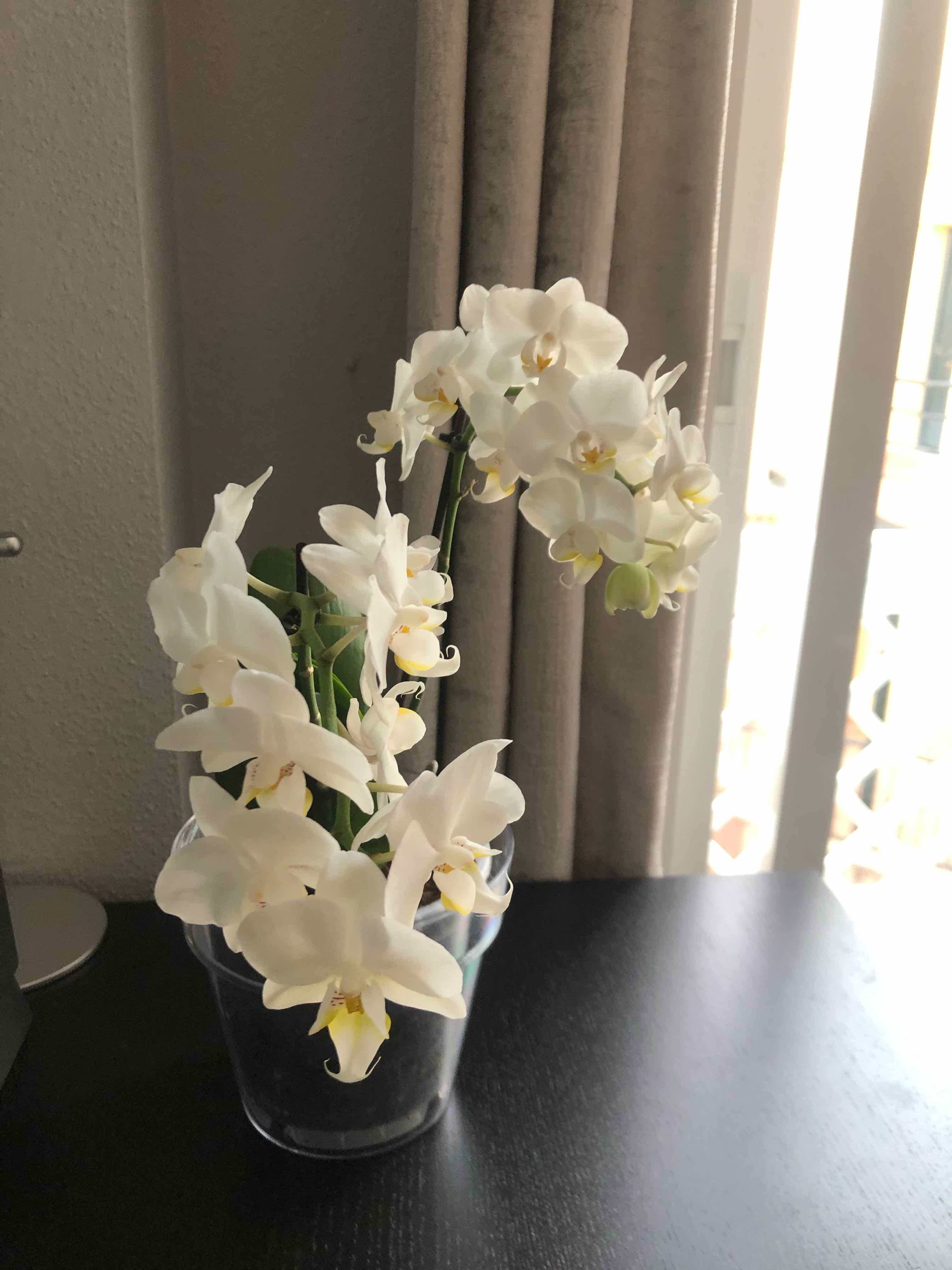 Phalaenopsis orchid with white flowers in a clear pot, placed on a table near a window.
