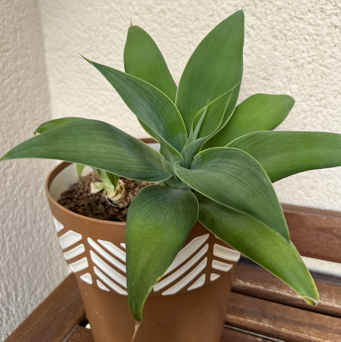 Photo of the plant species Lion's Tail Agave by @Muai2805 named Your plant on Greg, the plant care app