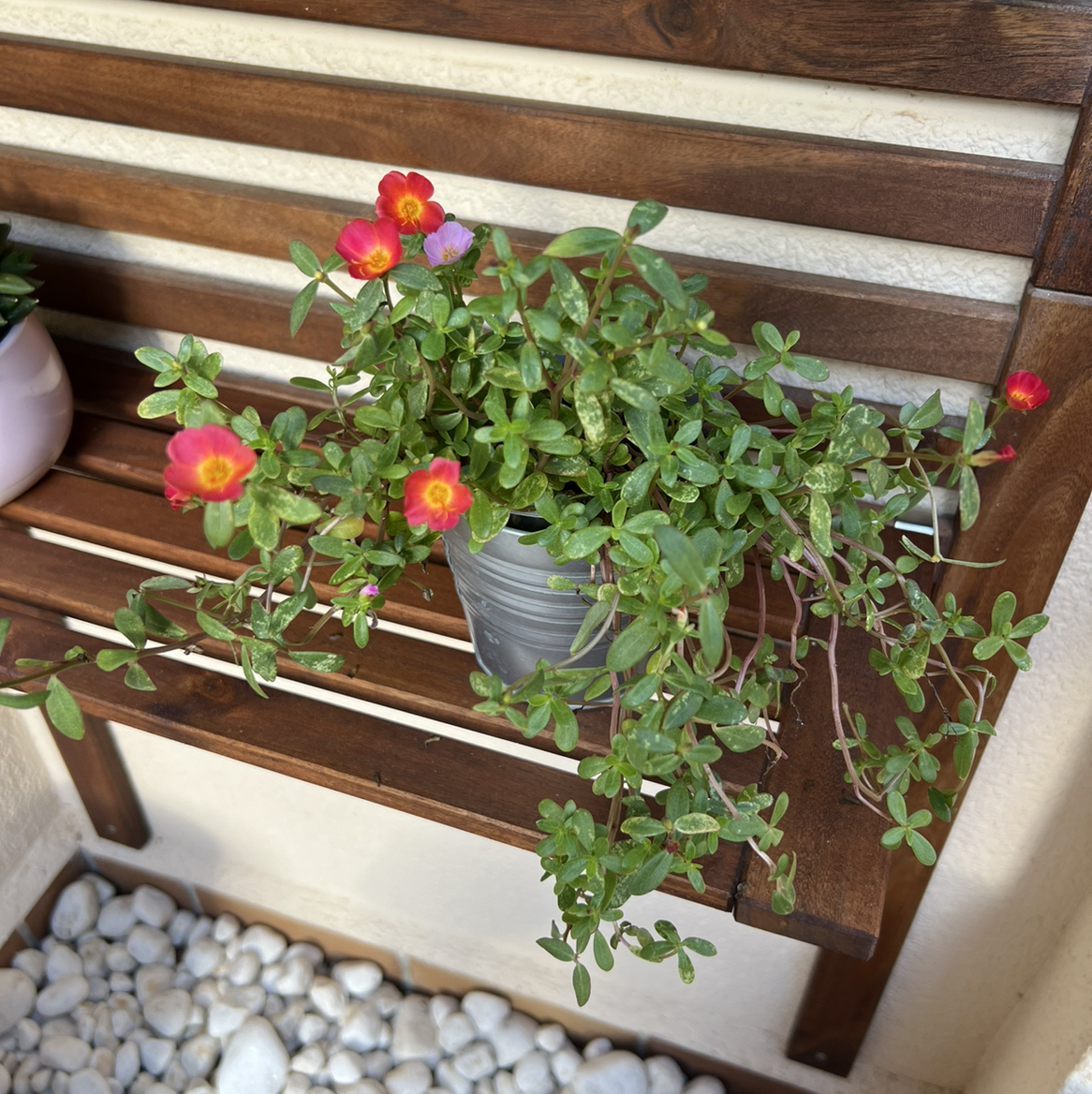 Potted Wingpod Purslane with vibrant flowers on a wooden bench.