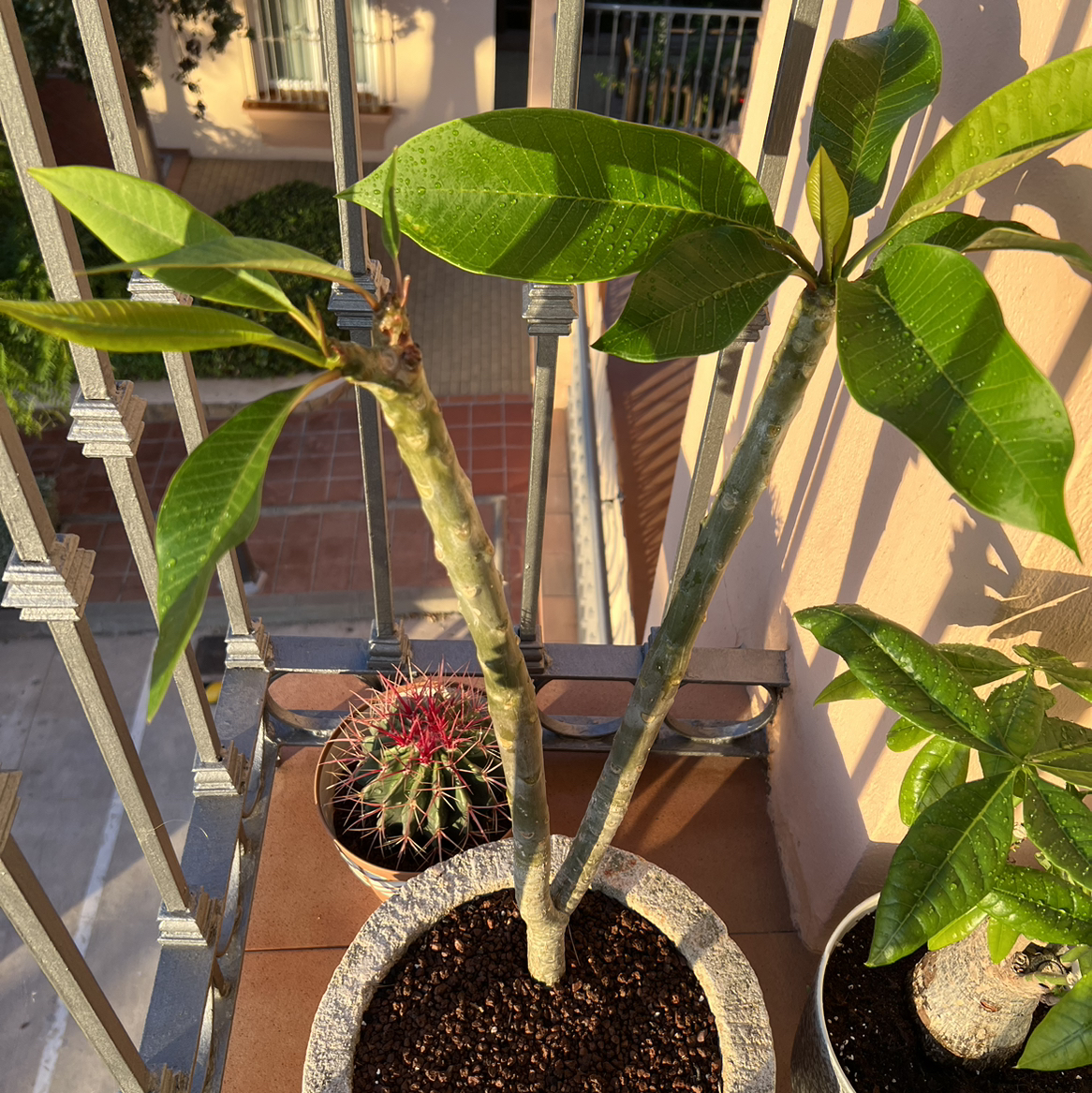 Red Frangipani plant in a pot on a balcony with other plants in the background.