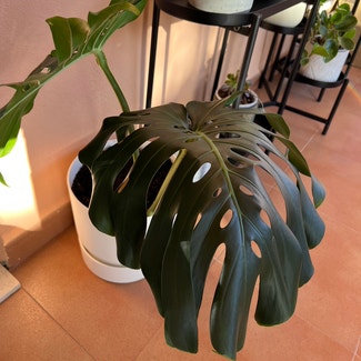Monstera plant in Torremolinos, Andalucía