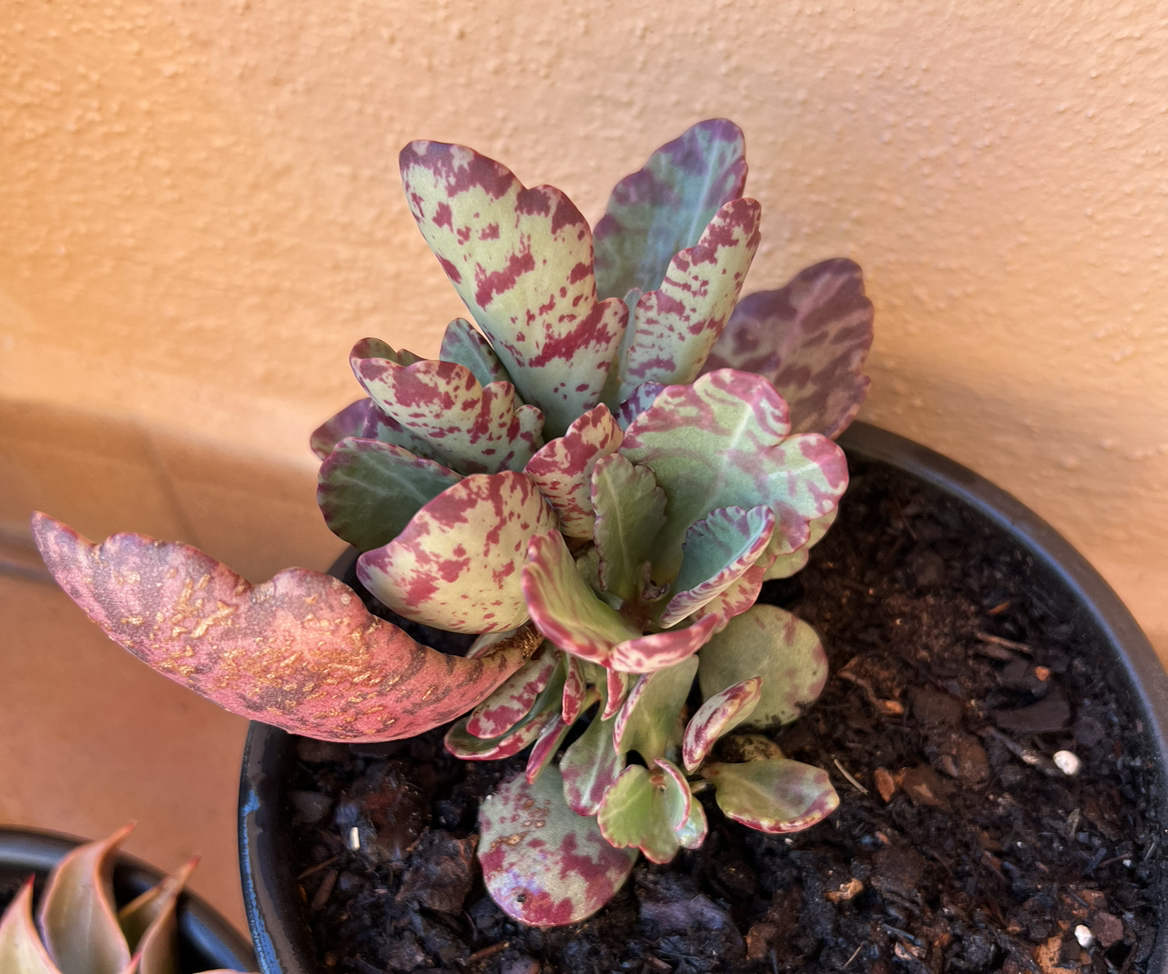 Pillow Feet Crinkle Leaf Plant with red and green variegated leaves in a black pot.