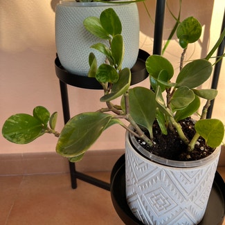 Baby Rubber Plant plant in Torremolinos, Andalucía