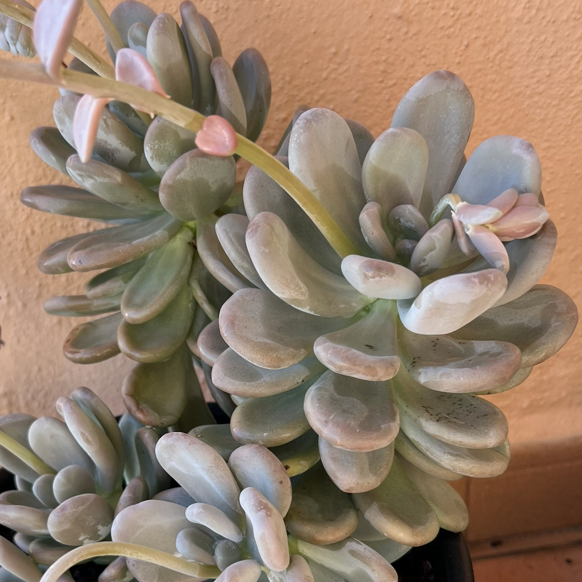 Photo of the plant species Pink Moonstones by @Muai2805 named Your plant on Greg, the plant care app