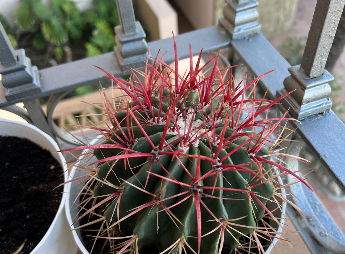 Photo of the plant species Texas Barrel Cactus by @Muai2805 named Captain Plant-it on Greg, the plant care app