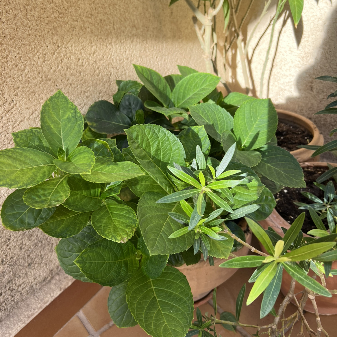 French Hydrangea plant with healthy green leaves in a pot.