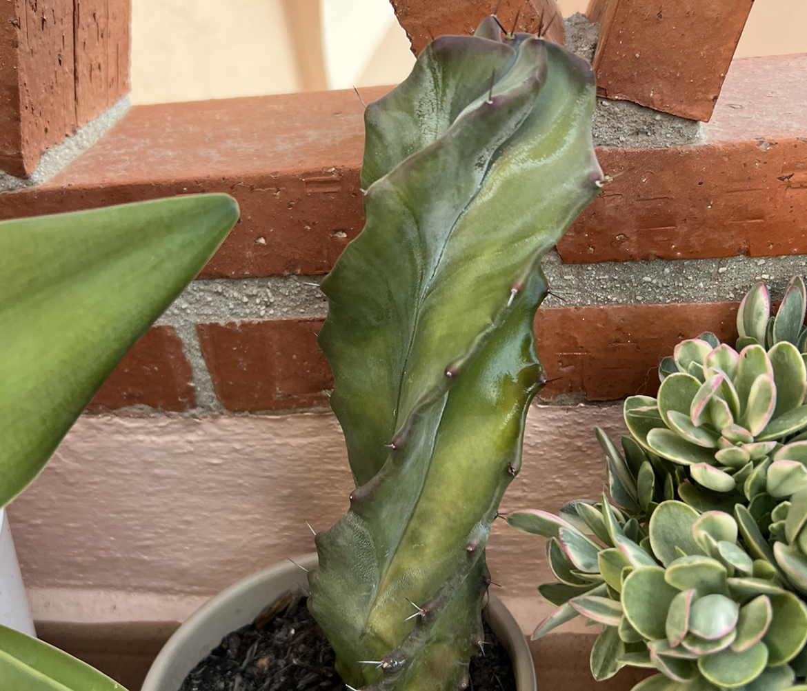 Gray Ghost Organ Pipe cactus in a pot with visible soil, well-framed and in focus.