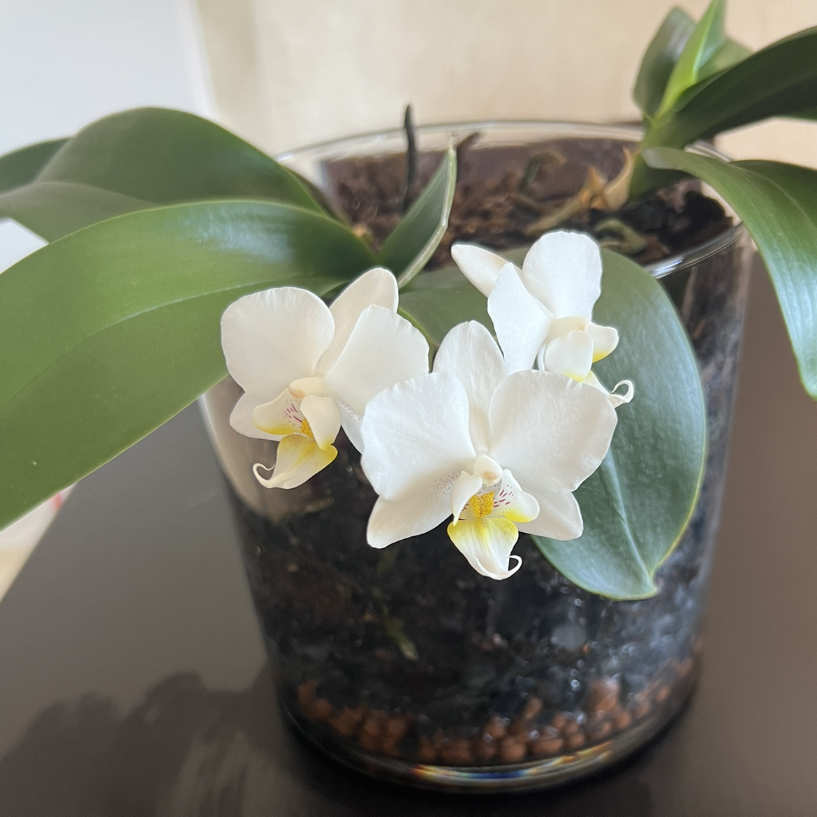 A healthy Phalaenopsis orchid with white flowers in a clear pot with visible soil.