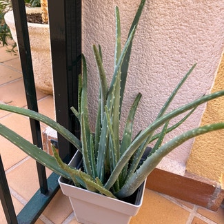 Aloe Vera plant in Torremolinos, Andalucía