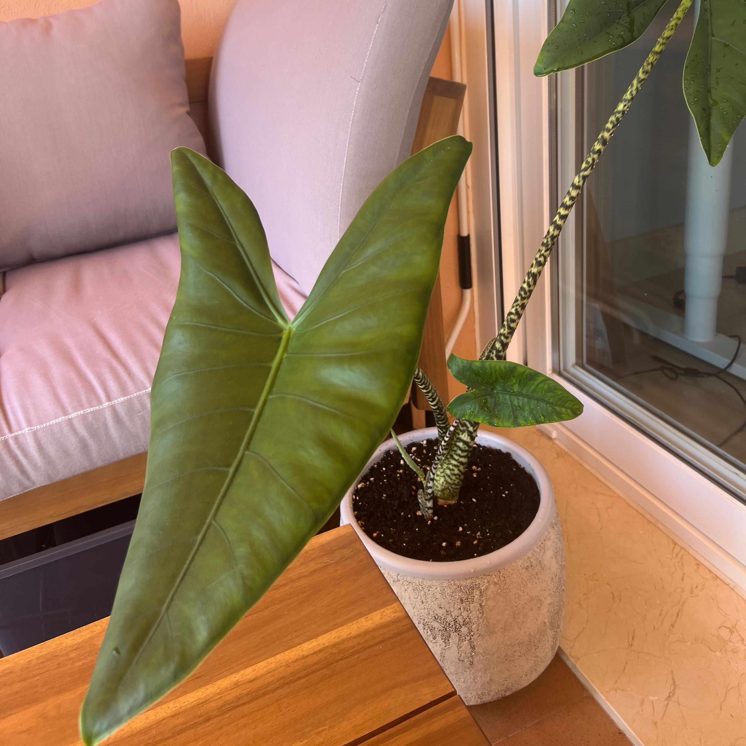 Potted Zebra Elephant Ear plant with large green leaves and patterned stem indoors.