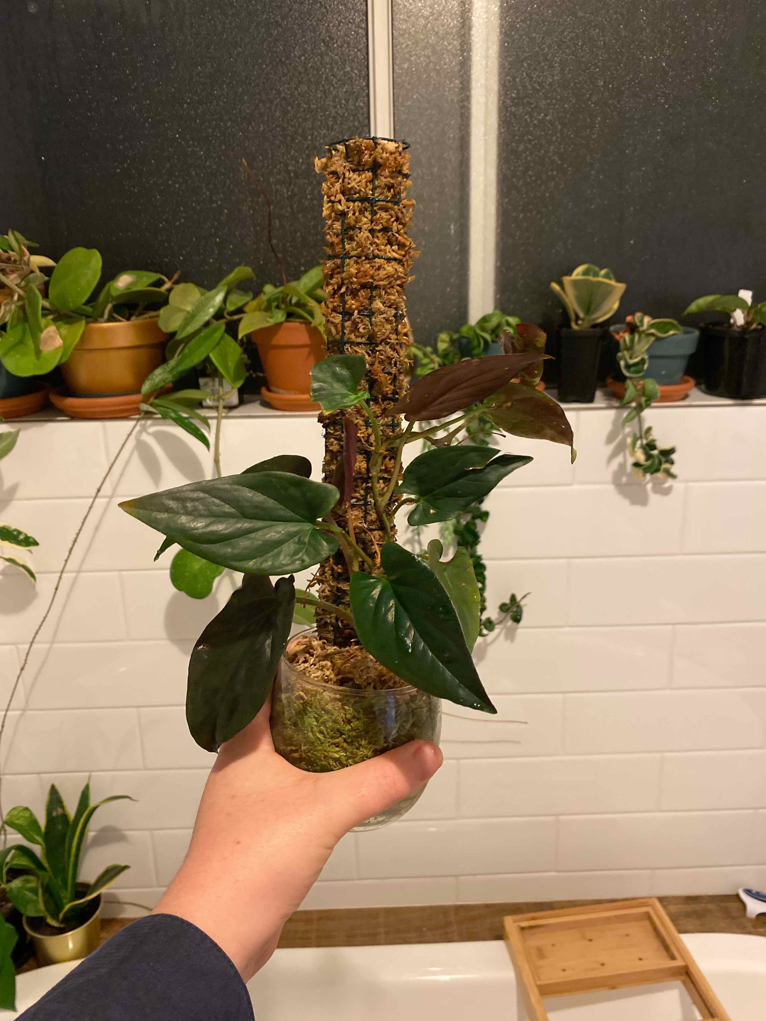 Arrowhead Vine 'Red Arrow' plant held by a hand, with other potted plants in the background.
