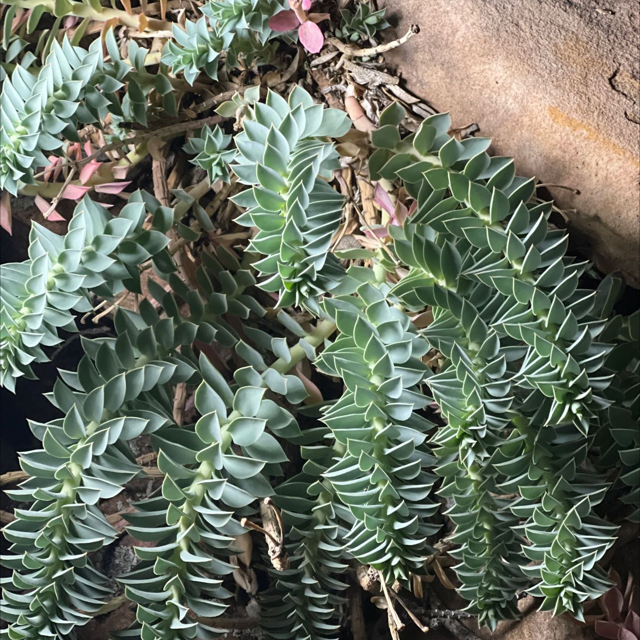 Image of a healthy Myrtle Spurge plant with spiral-patterned leaves.