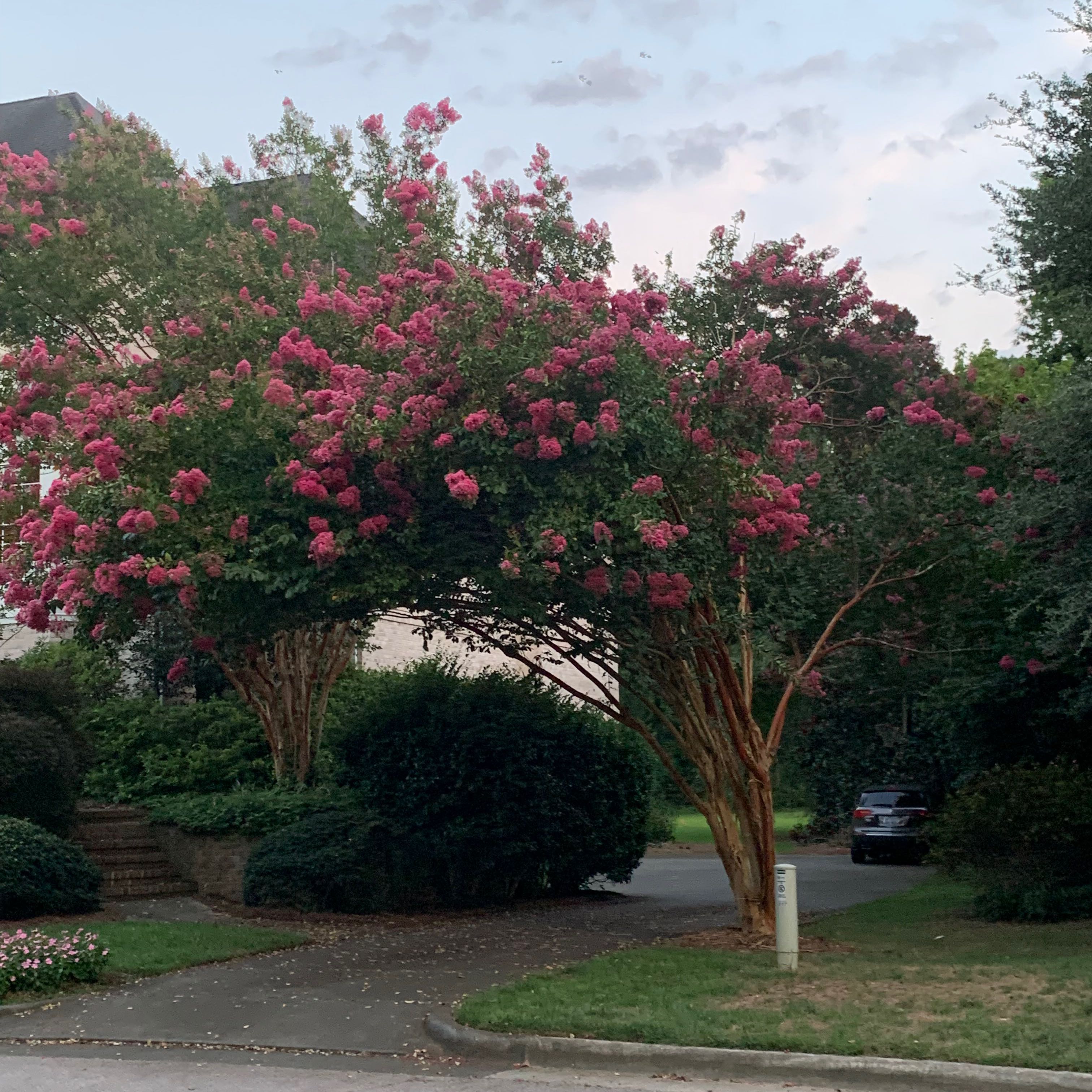 Large crepe myrtle tree in full bloom with vibrant magenta flowers covering the rounded canopy, multi-stemmed trunk visible.