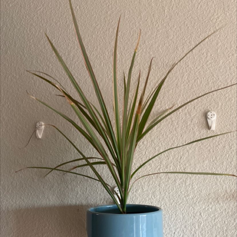Dracaena marginata 'Bicolor' plant in a blue pot with some browning leaf tips.