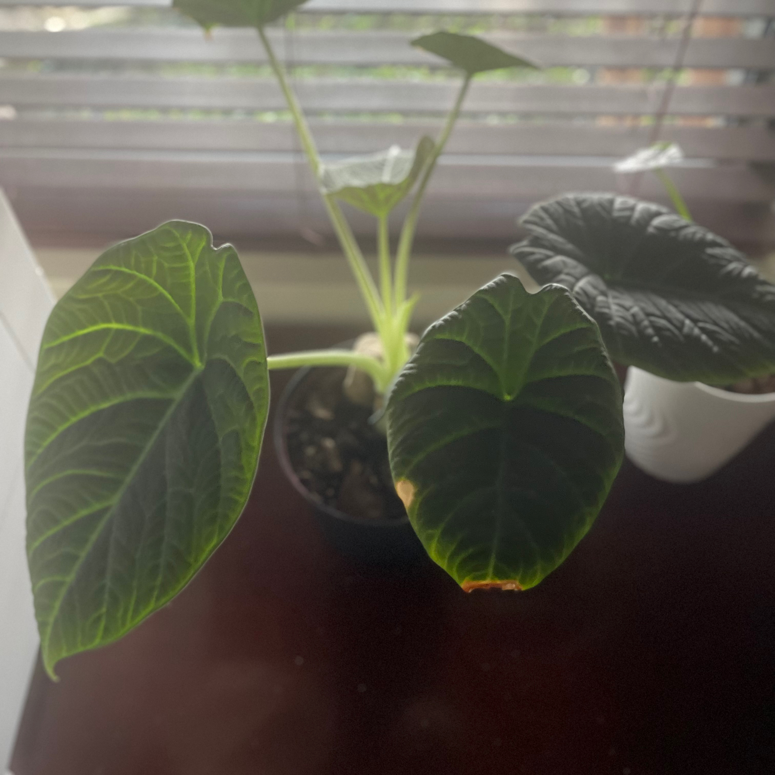 Alocasia 'Rugosa' plant with large, dark green leaves and slight browning at the edges.