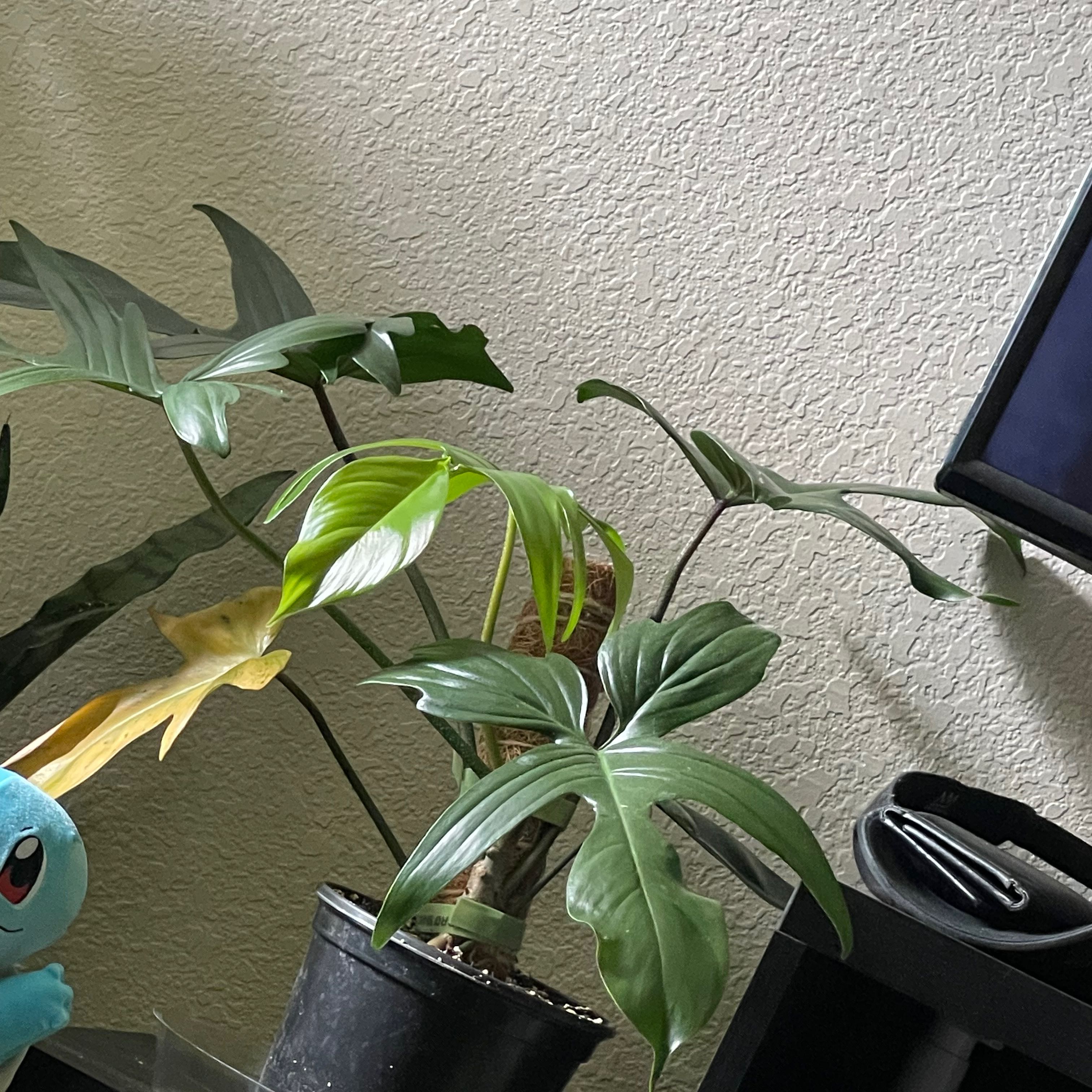 Philodendron 'Florida Beauty' plant in a black pot with one yellowing leaf, placed indoors.