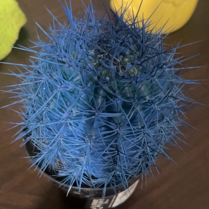 Chihuahuan Beehive cactus with blue spines, well-framed and focused.