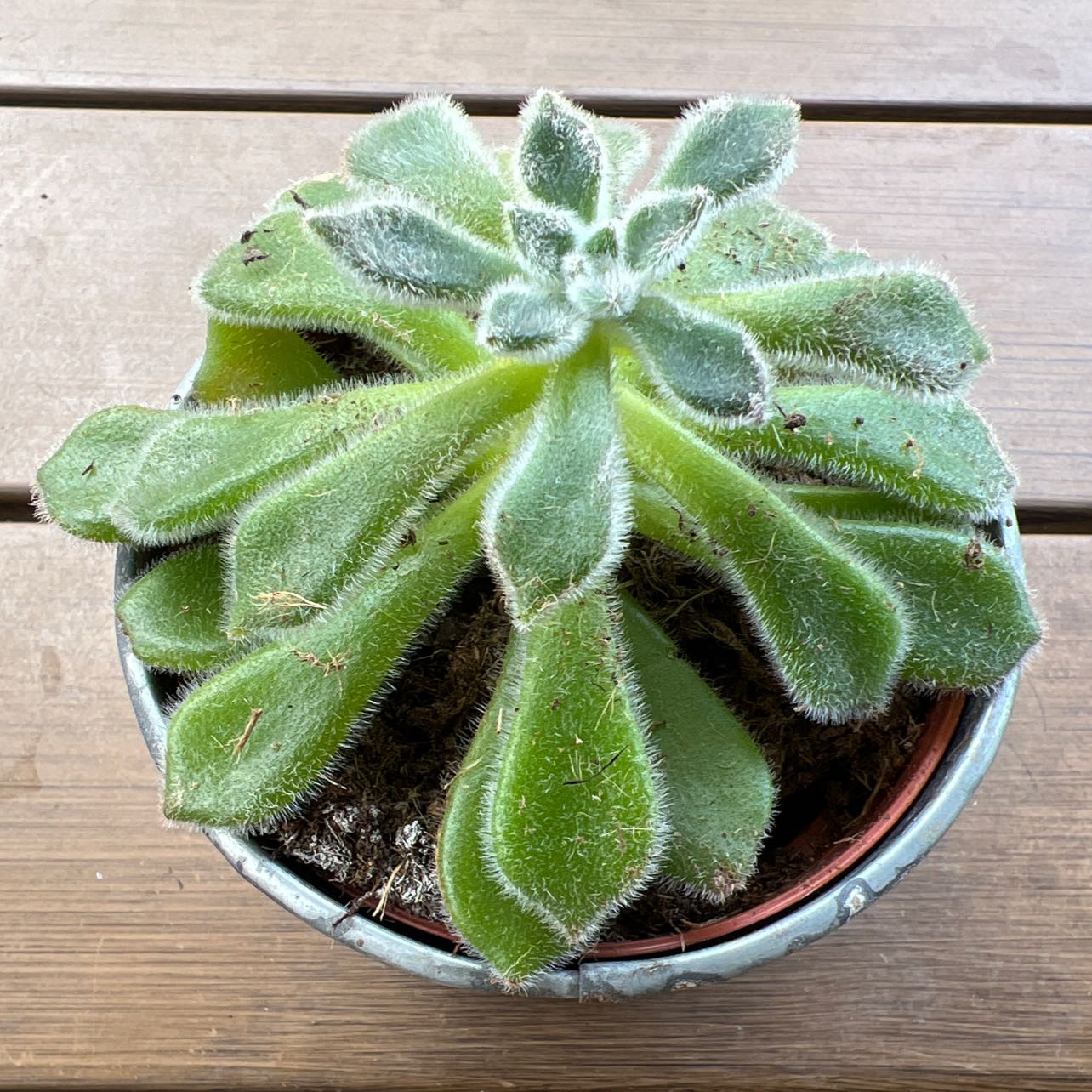 Photo of the plant species Mexican Firecracker by @IntegralMint named Echeveria on Greg, the plant care app