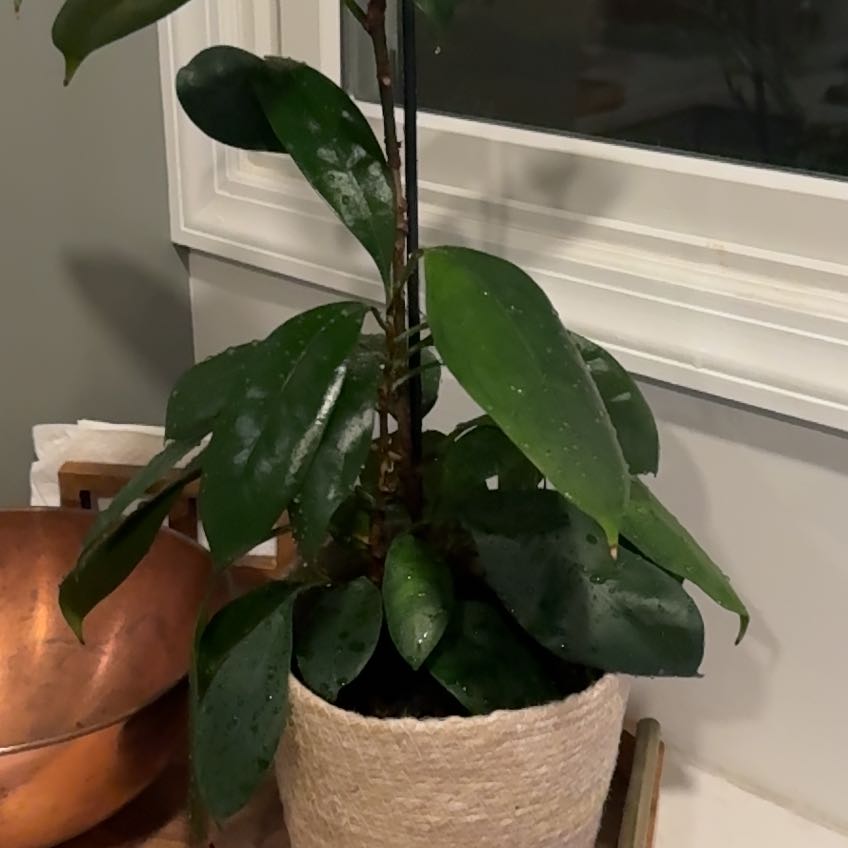 Photo of the plant species Ficus cyathistipuloides by @sweetadelinexo named Elle on Greg, the plant care app