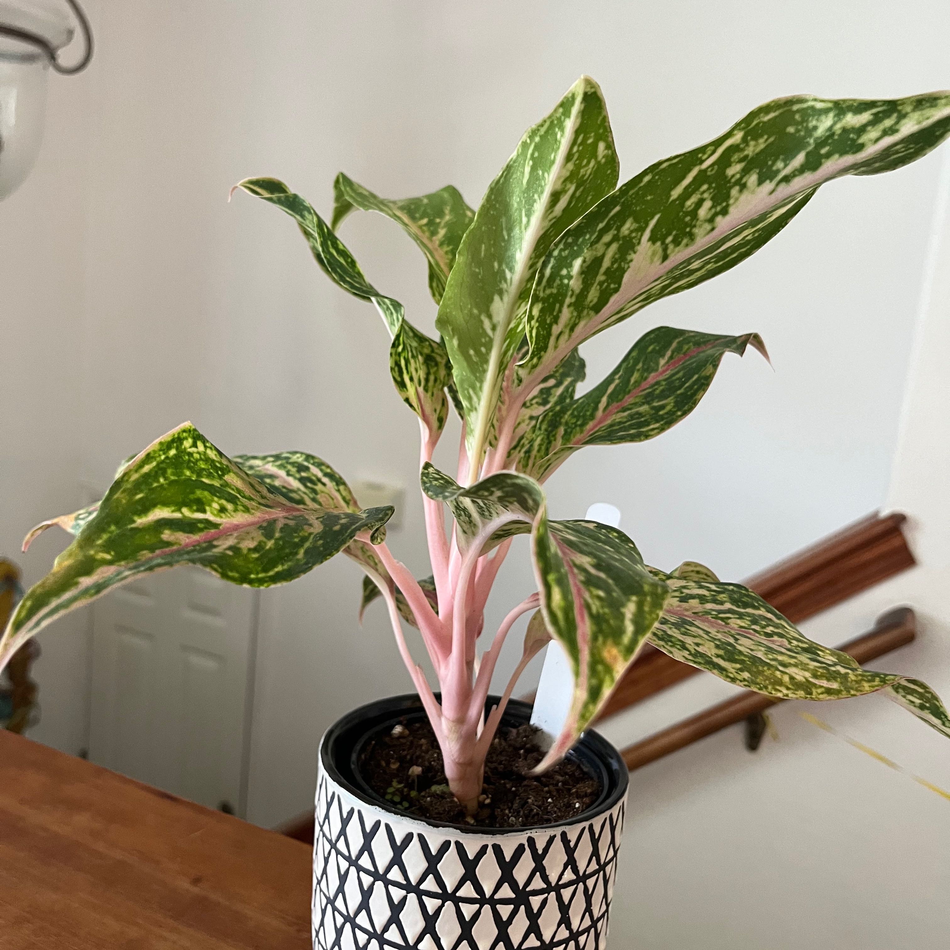 Aglaonema 'Sparkling Sarah' plant in a decorative pot with variegated green and pink leaves.