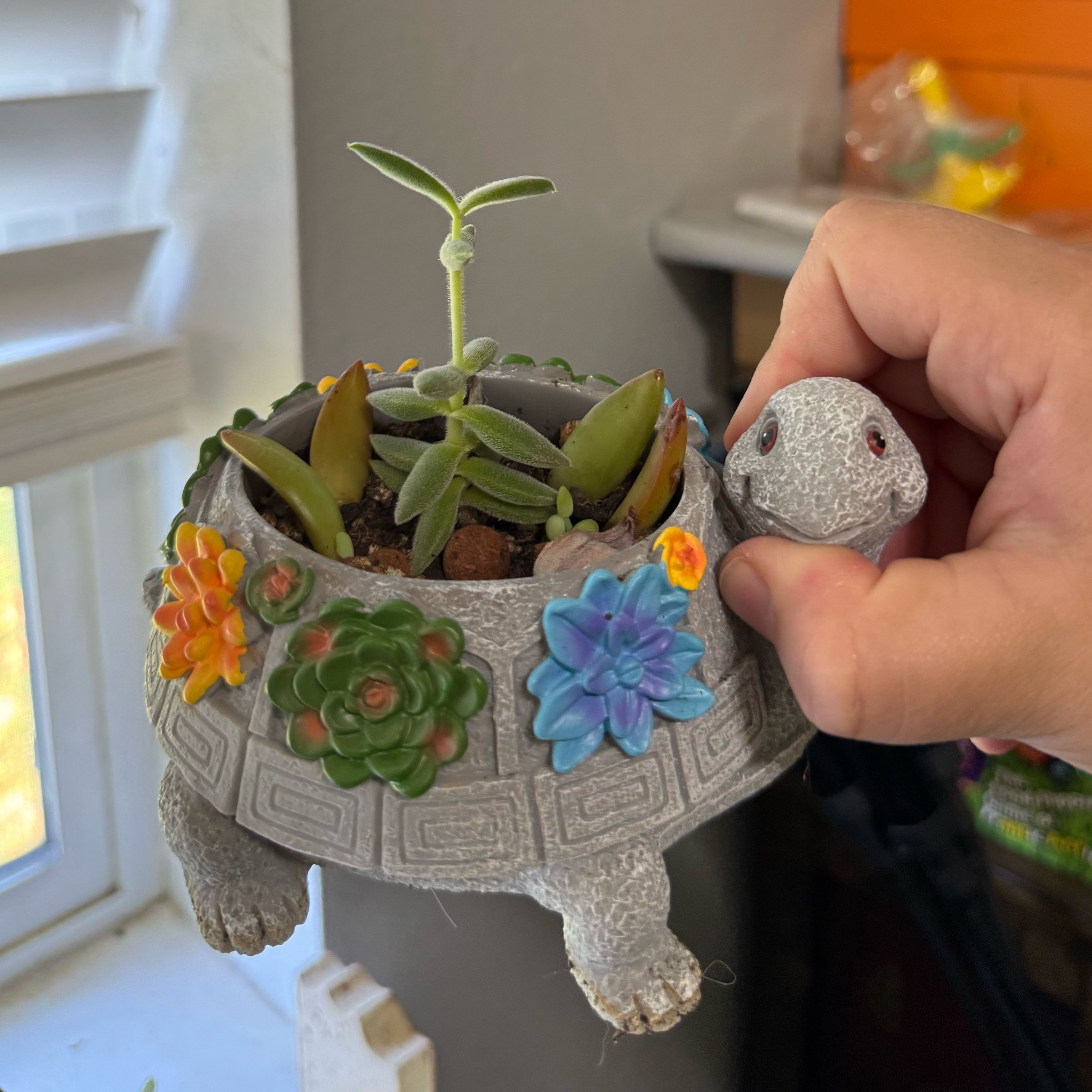 Photo of the plant species Mixed Succulent by @emilysoasis named Rihanna on Greg, the plant care app