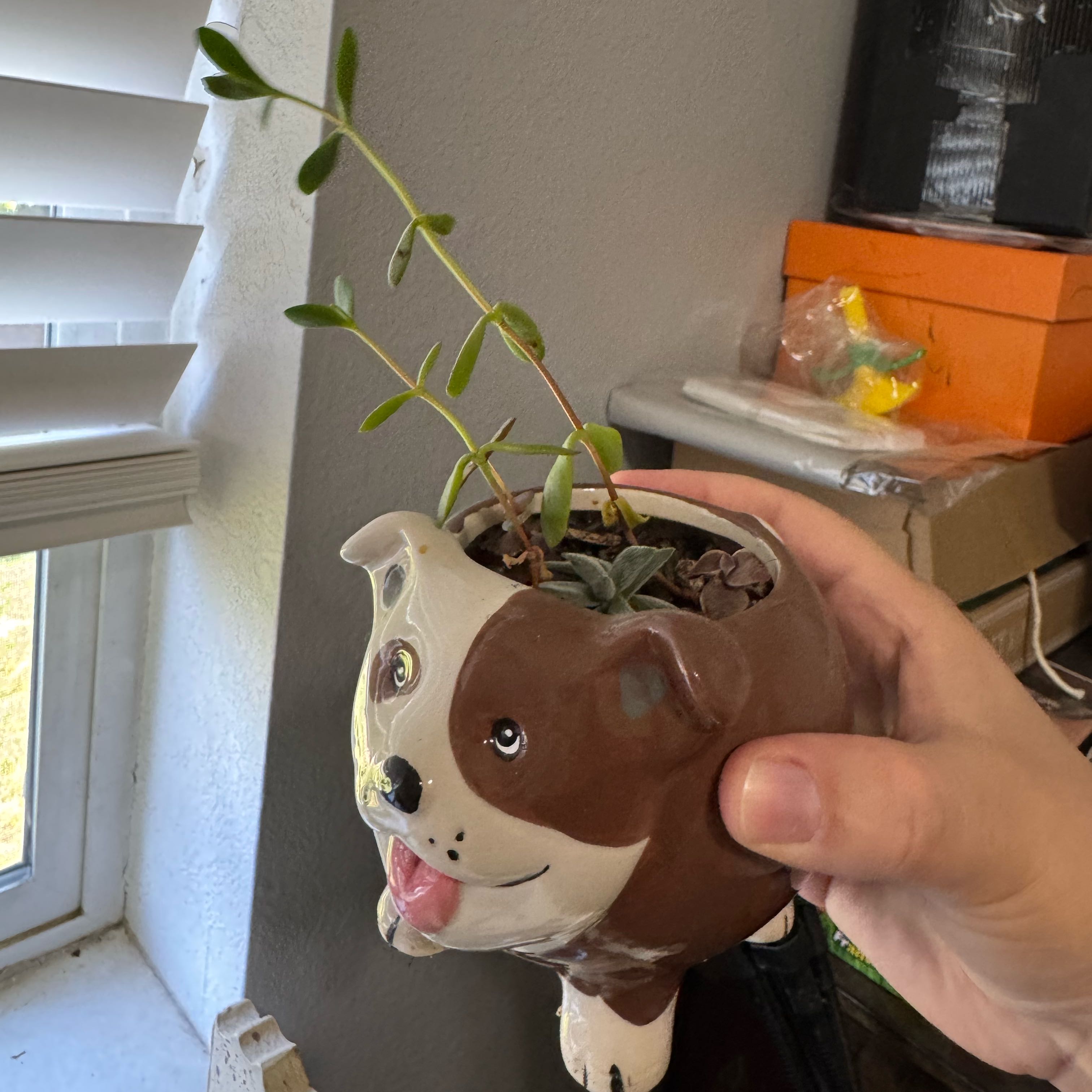 Photo of the plant species Mixed Succulent by @emilysoasis named Sahara on Greg, the plant care app