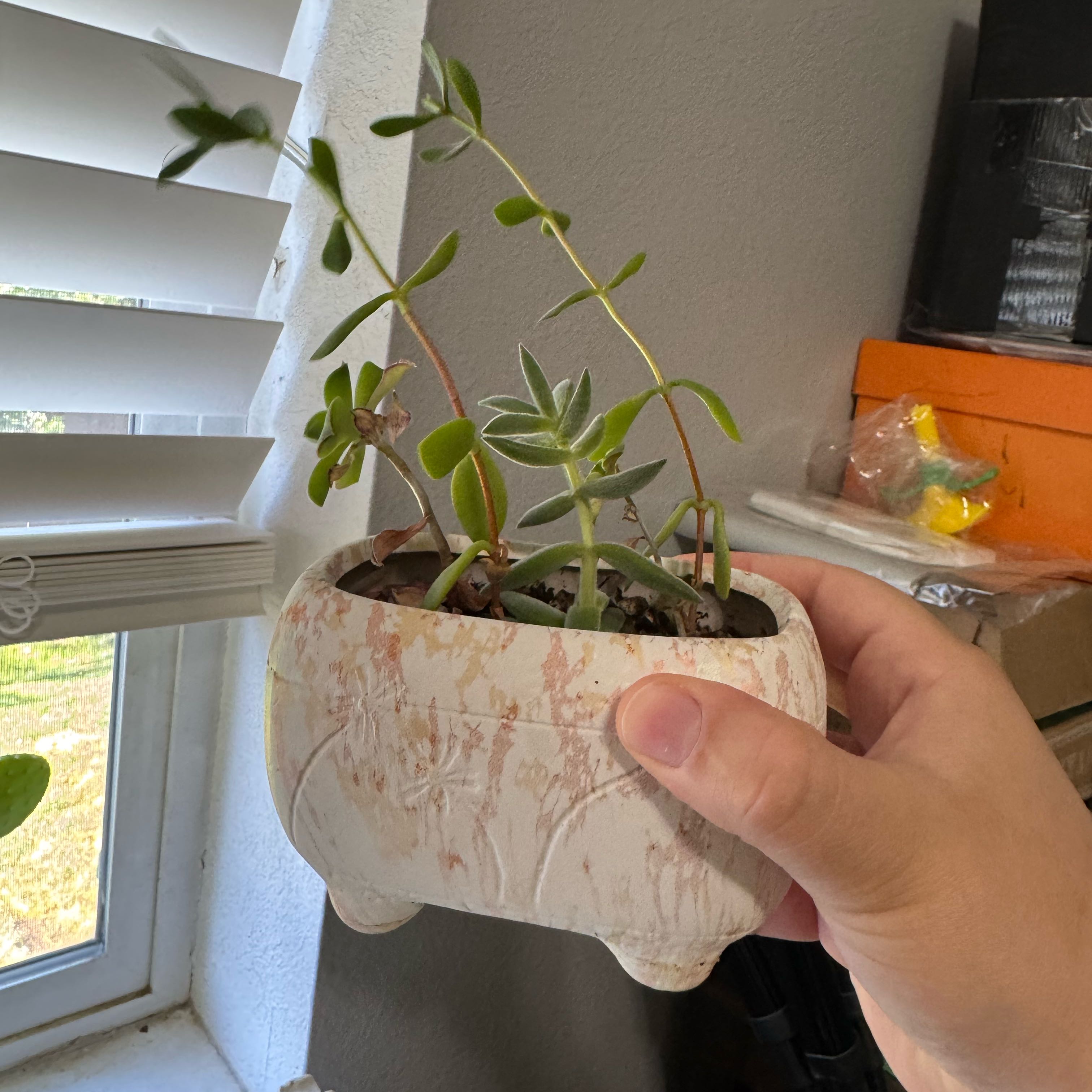Photo of the plant species Mixed Succulent by @emilysoasis named Bieber on Greg, the plant care app