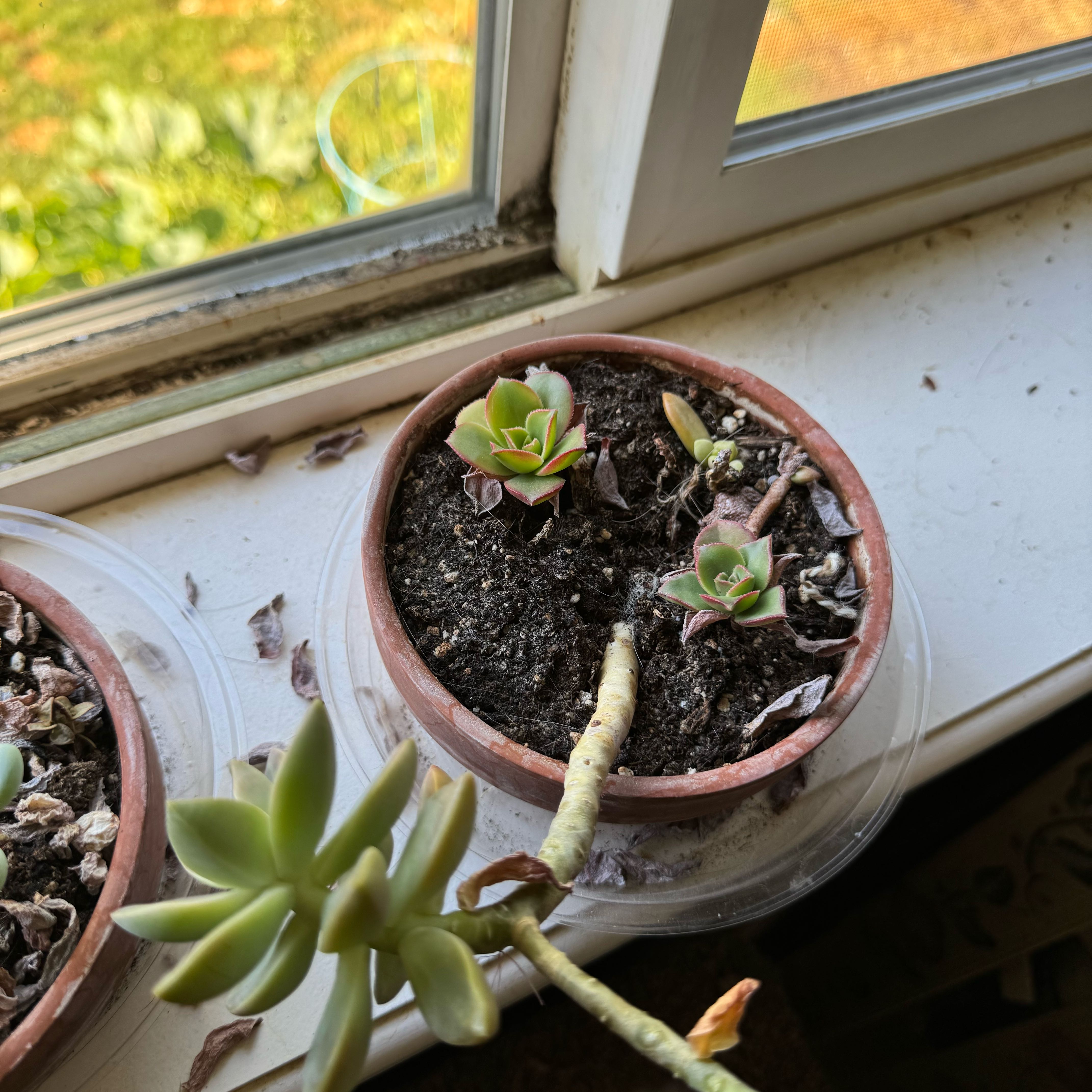 Photo of the plant species Mixed Succulent by @emilysoasis named Gregarious on Greg, the plant care app