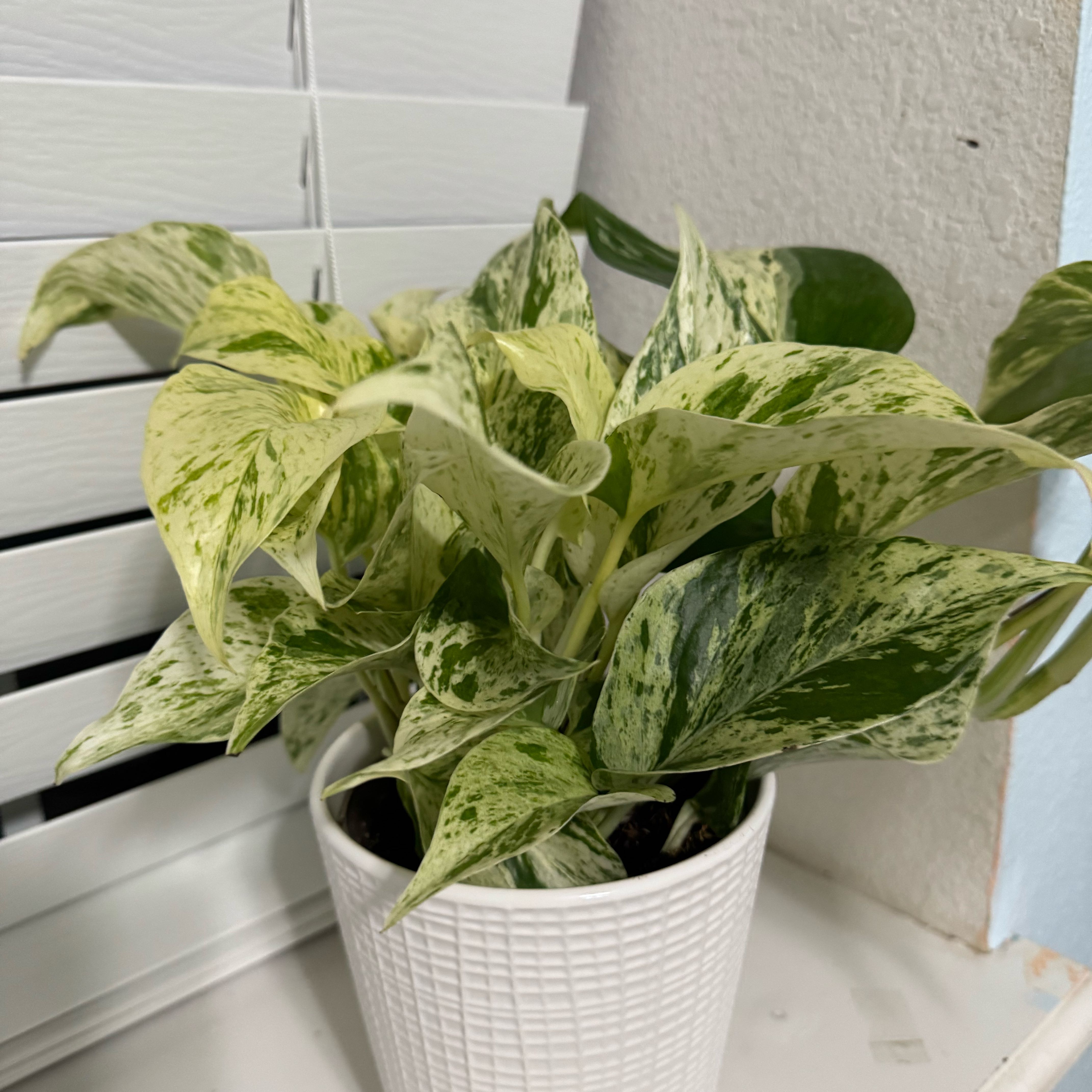 Photo of the plant species Pothos Snow Leopard by @emilysoasis named Judith on Greg, the plant care app
