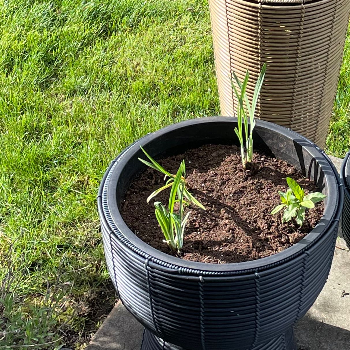 Photo of the plant species Crocosmia 'Prince of Orange' by @PersistentChaya named Doja Cat on Greg, the plant care app