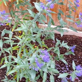 Photo of the plant species Mountain Cornflower by @PersistentChaya named Stella on Greg, the plant care app