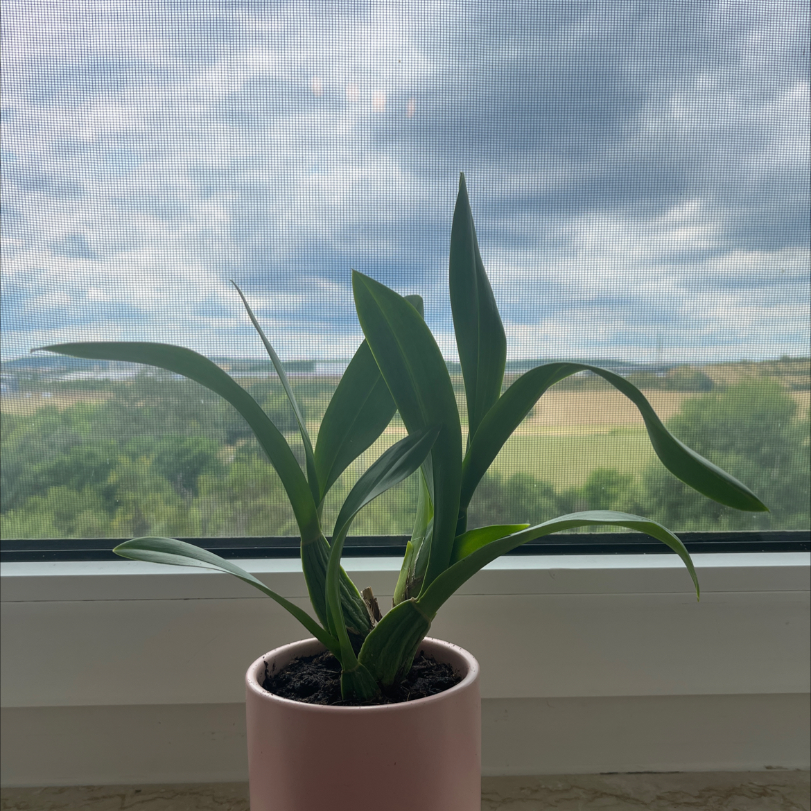 Potted Dancing-Lady Orchid on a windowsill with green leaves and a scenic outdoor background.