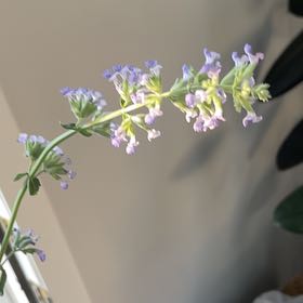 Photo of the plant species Alfalfa by @BabyPomelo named Sherlock on Greg, the plant care app