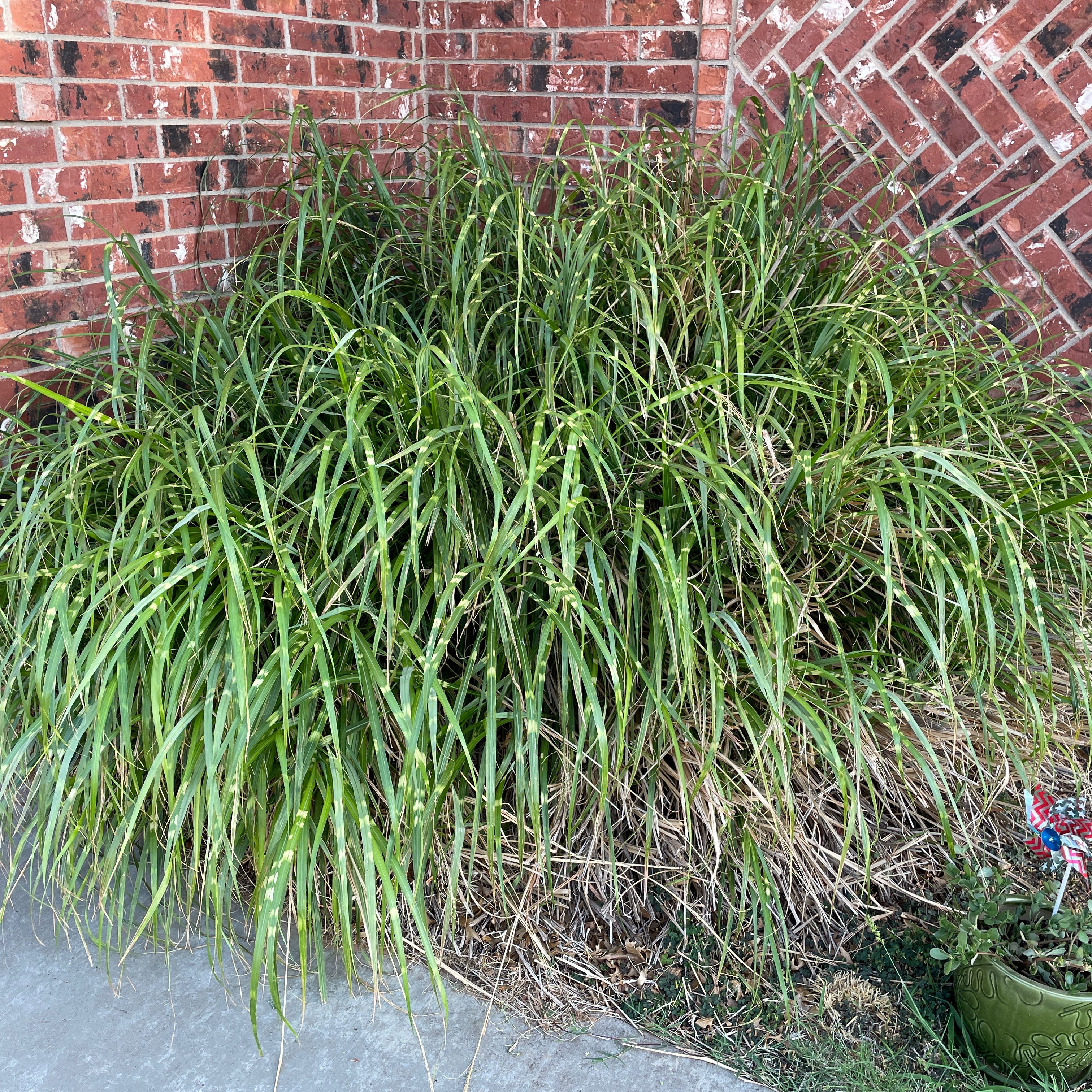 Photo of the plant species Japanese Sedge by @kaitlyncall named George on Greg, the plant care app