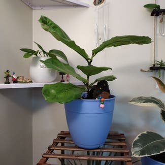 Fiddle Leaf Fig plant in Victor, New York