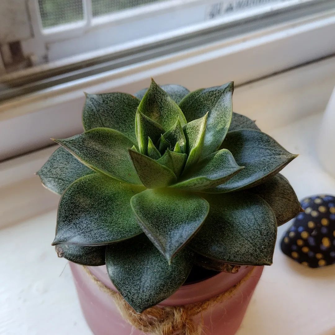 Healthy Echeveria 'Dionysos' succulent plant in a pot on a windowsill.