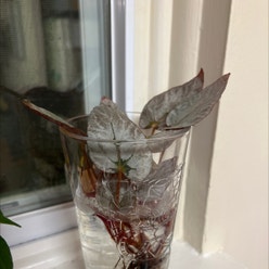 Begonia rex 'Silver Limbo' plant