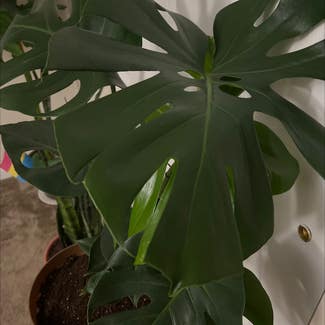 Monstera plant in Victor, New York