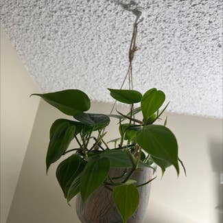 Heartleaf Philodendron plant in Victor, New York