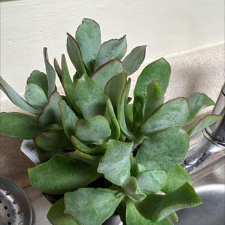Silver Jade Plant plant in Victor, New York