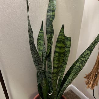 Snake Plant plant in Victor, New York