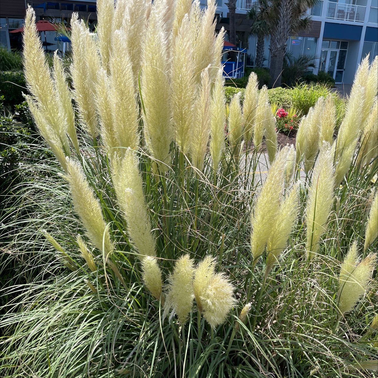 Healthy Pampas Grass plant with tall, feathery plumes.